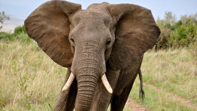 beauty, Cute, Amazing, Animal, Big, Elephant, With, Big, Ear HD Wallpaper Desktop Background
