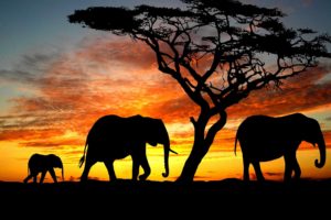 beauty, Cute, Amazing, Animal, Elephant, Family, During, Sunset