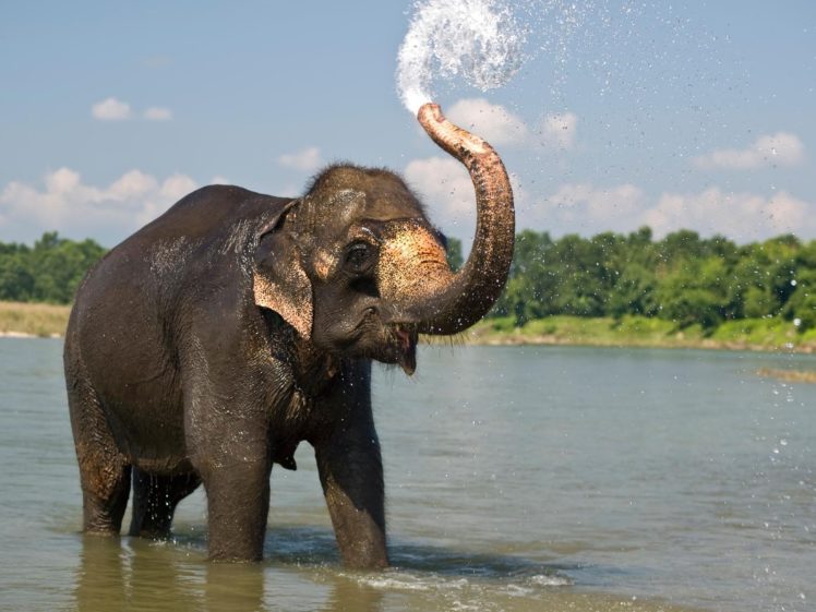 beauty, Cute, Amazing, Animal, Elephant, In, Water HD Wallpaper Desktop Background
