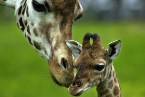 beauty, Cute, Amazing, Animal, Giraffe, Baby