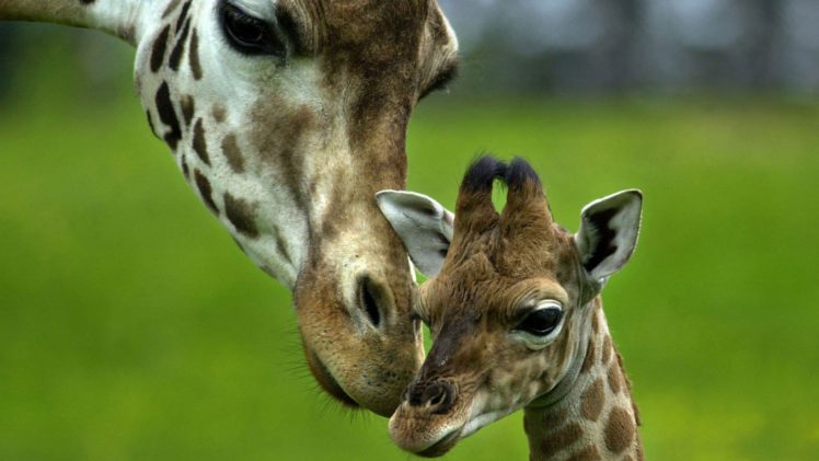 beauty, Cute, Amazing, Animal, Giraffe, Baby HD Wallpaper Desktop Background