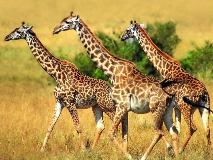 beauty, Cute, Amazing, Animal, Giraffe, In, Dry, Jungle HD Wallpaper Desktop Background
