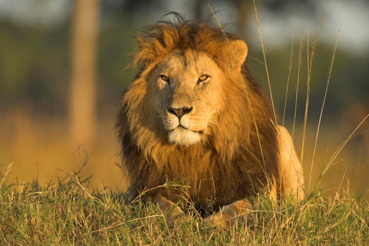 beauty, Cute, Amazing, Animal, Lion, In, Jungle HD Wallpaper Desktop Background