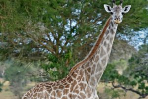 beauty, Cute, Amazing, Animal, Masai, Giraffe, In, Jungle