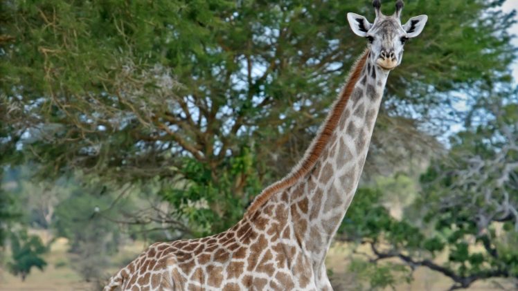 beauty, Cute, Amazing, Animal, Masai, Giraffe, In, Jungle HD Wallpaper Desktop Background