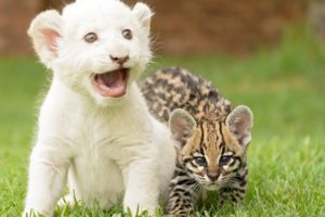 beauty, Cute, Amazing, Animal, White, Lion, Cub, With, Cat