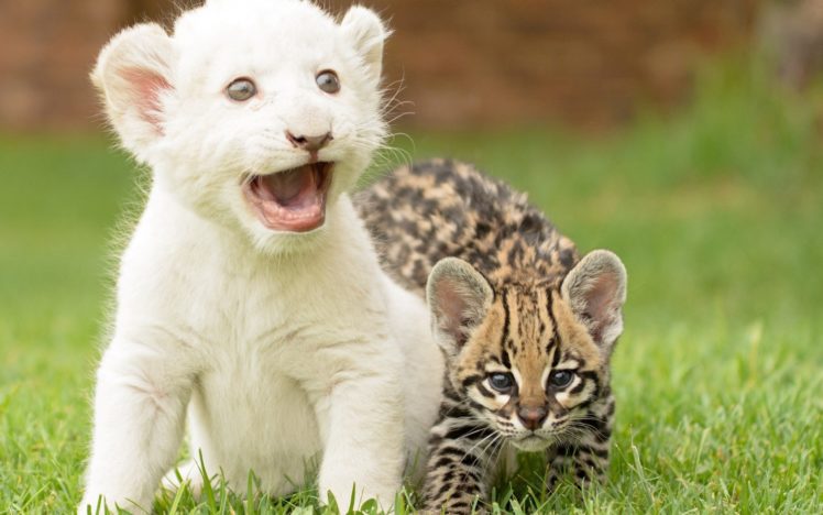 beauty, Cute, Amazing, Animal, White, Lion, Cub, With, Cat HD Wallpaper Desktop Background