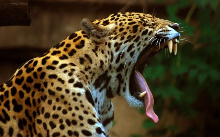 beauty, Cute, Amazing, Animal, Wild, Leopard, Big, Cat HD Wallpaper Desktop Background