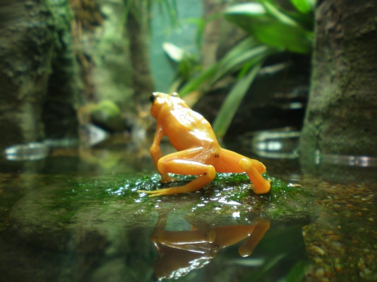 beauty, Cute, Amazing, Animal, Yellow, Frog, In, Water HD Wallpaper Desktop Background