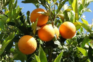naranjas, Arbol, Hojas, Naturaleza, Frutas