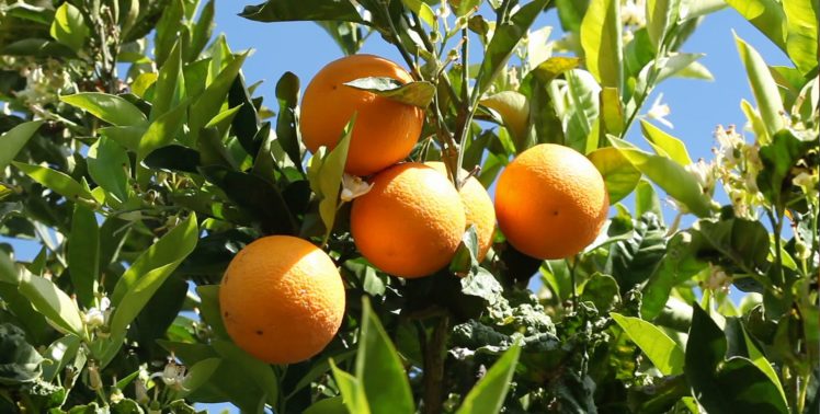 naranjas, Arbol, Hojas, Naturaleza, Frutas HD Wallpaper Desktop Background