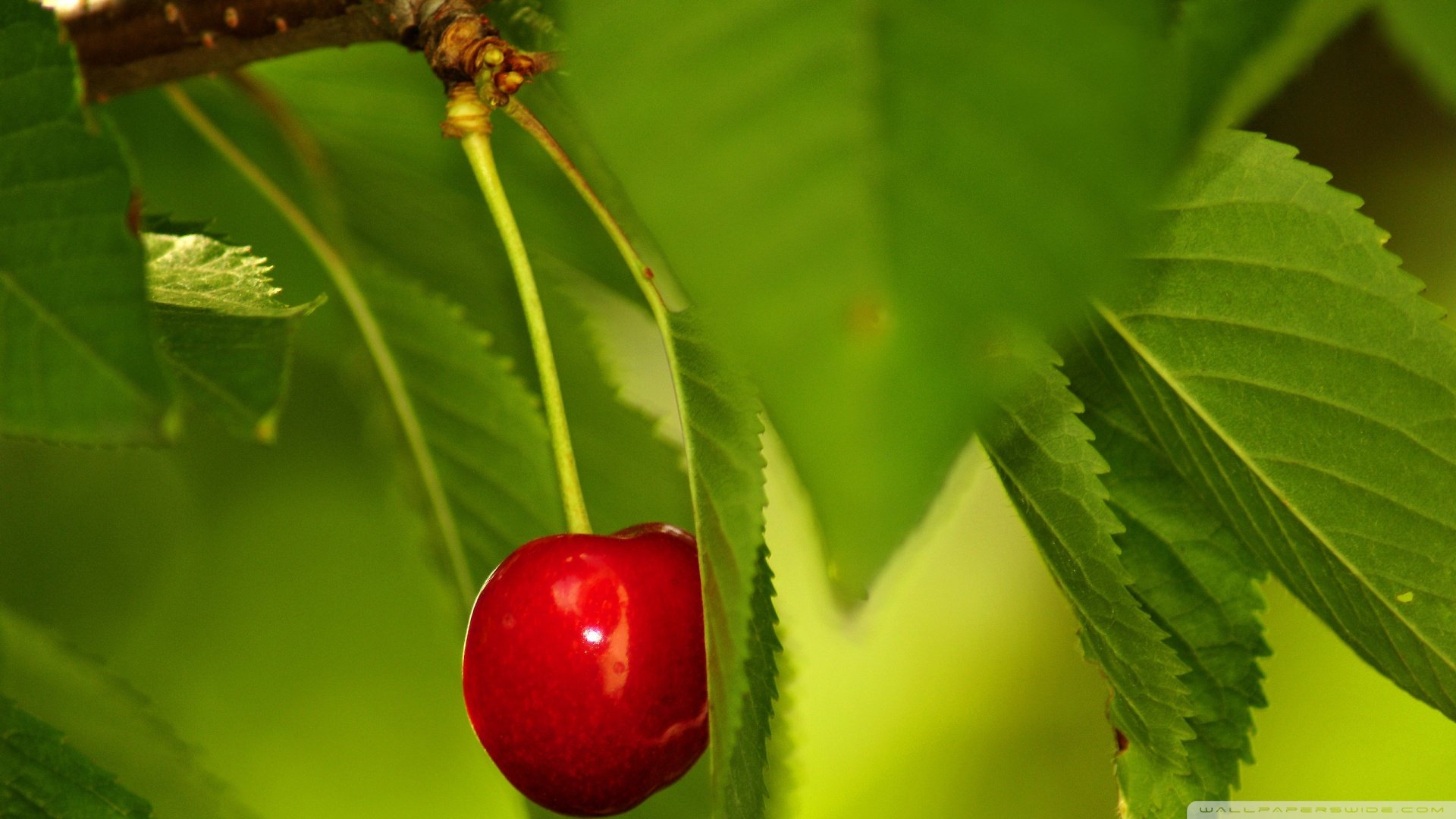 ceresas, Arbol, Hojas, Naturaleza, Frutas Wallpaper