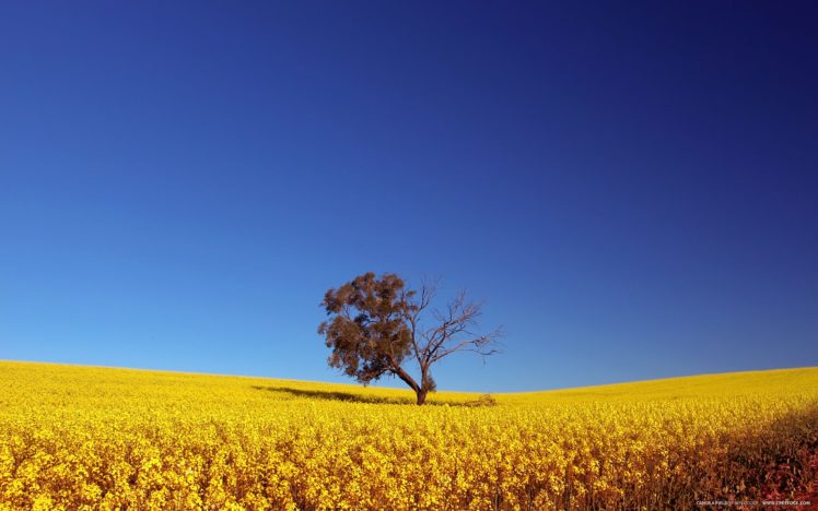trees, Fields, Summer, Yellow, Flowers, Blue, Skies HD Wallpaper Desktop Background