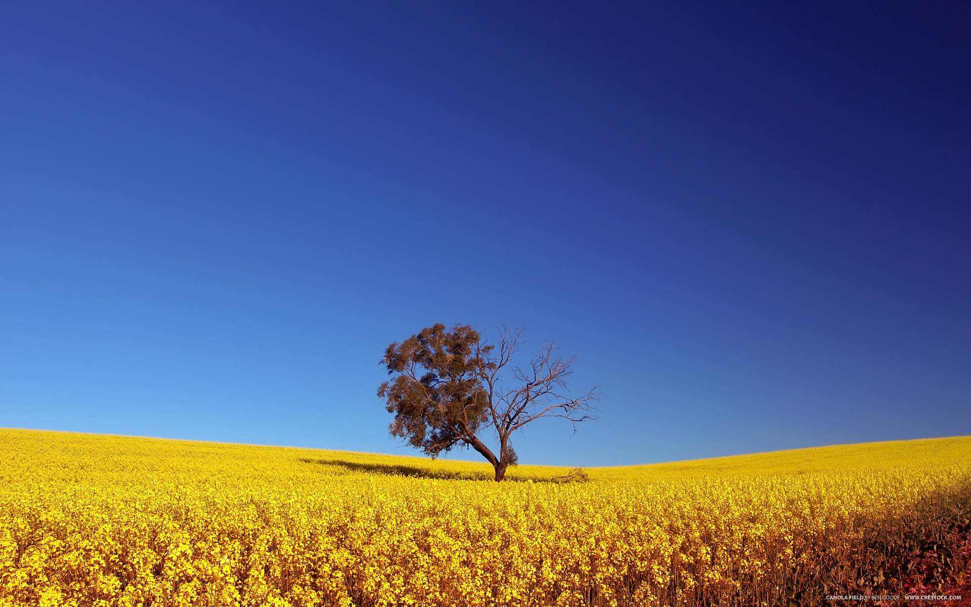 trees, Fields, Summer, Yellow, Flowers, Blue, Skies Wallpaper