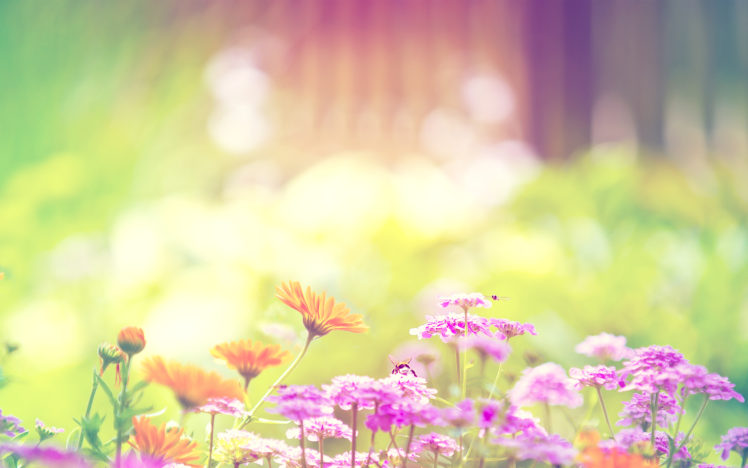 flowers, Spring, Bumblebee, Bright, Bombus HD Wallpaper Desktop Background