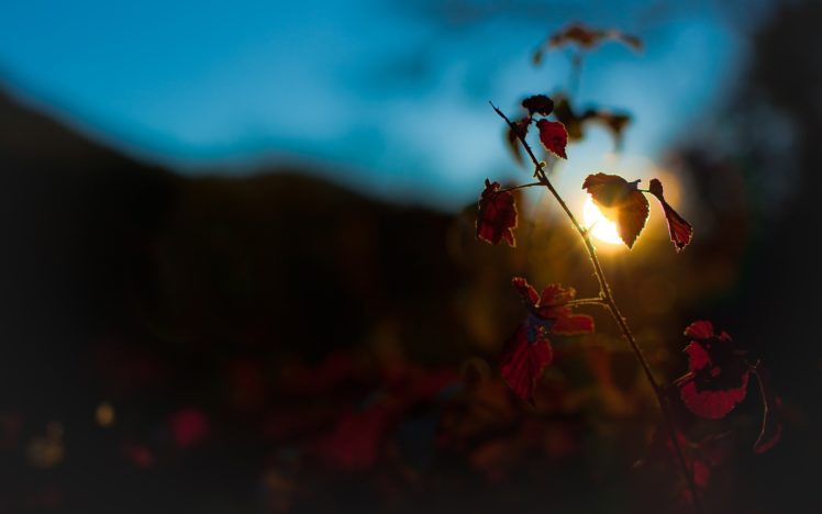 nature, Plants, Sunlight, Macro HD Wallpaper Desktop Background