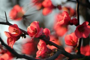 nature, Red, Flowers, Blossoms, Macro, Branches