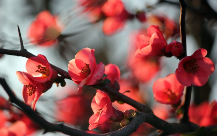 nature, Red, Flowers, Blossoms, Macro, Branches HD Wallpaper Desktop Background