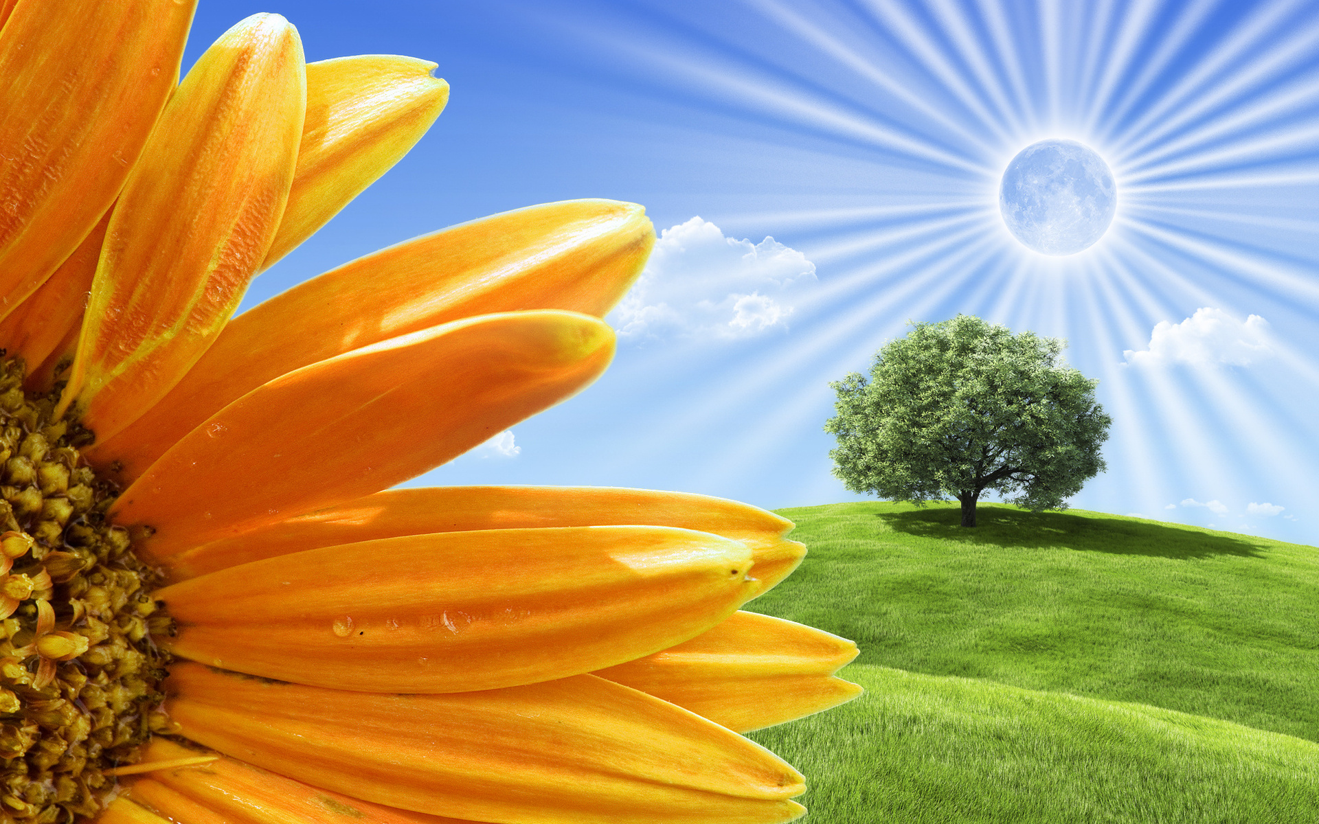 field, Tree, Flower Wallpaper