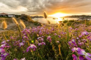 sunset, Flowers, Bay, Coast, Reflection
