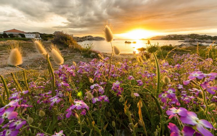 sunset, Flowers, Bay, Coast, Reflection HD Wallpaper Desktop Background