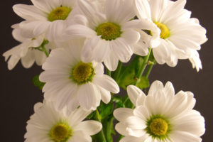 bouquet, Chrysanthemum, White, Flower