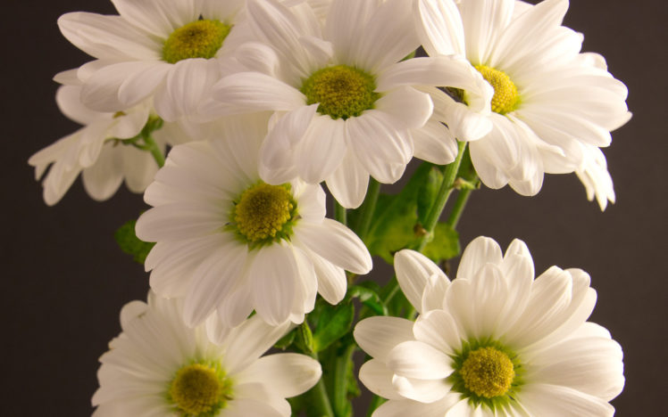 bouquet, Chrysanthemum, White, Flower HD Wallpaper Desktop Background