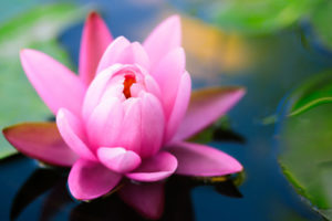 lily, Flower, Water