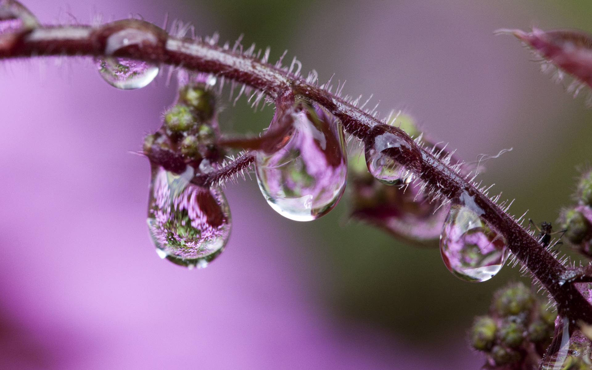 macro, Drops, Flower, Flowers Wallpapers HD / Desktop and Mobile ...