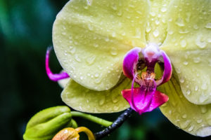 orchid, Exotic, Drops, Macro
