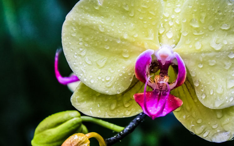 orchid, Exotic, Drops, Macro HD Wallpaper Desktop Background