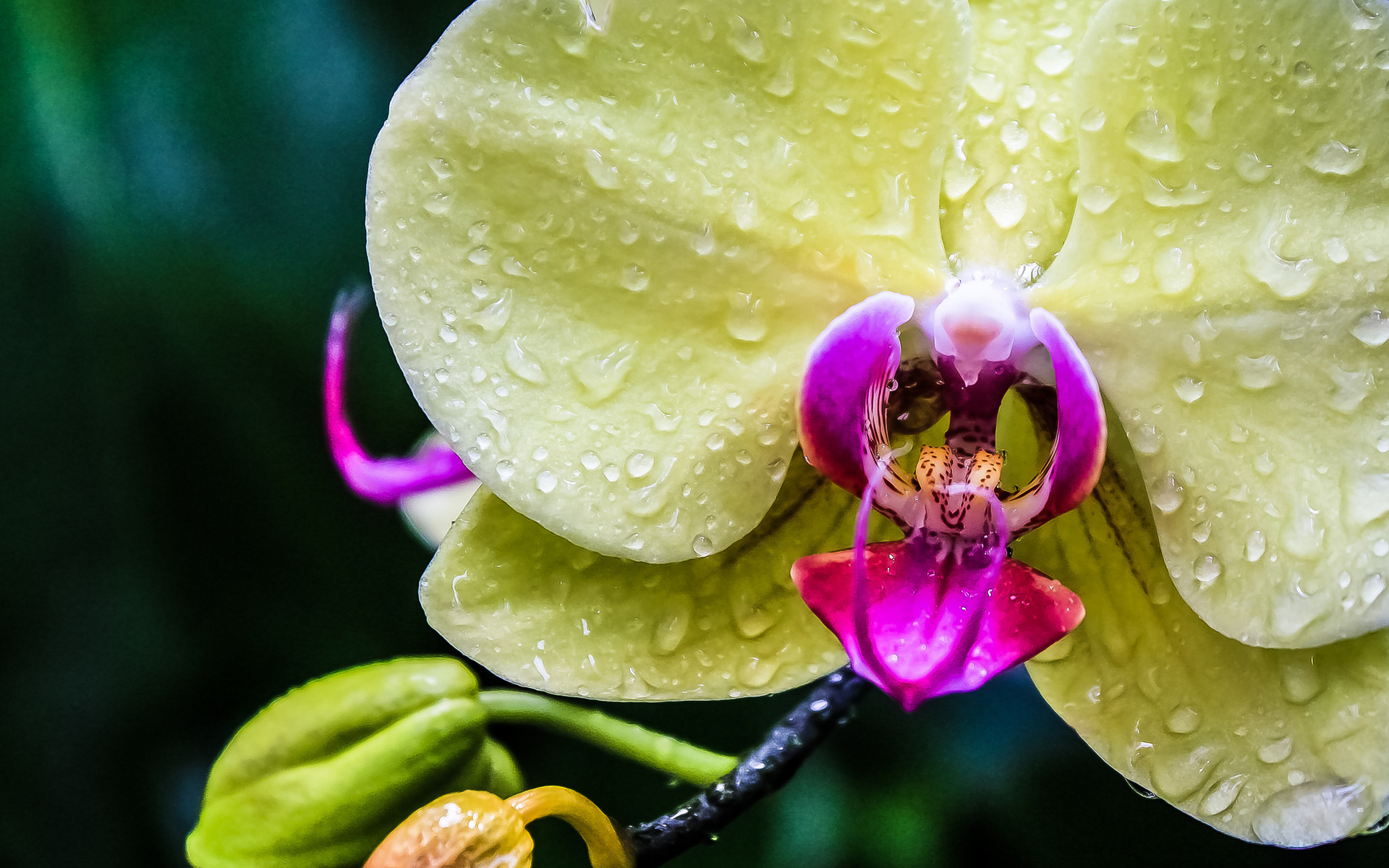 orchid, Exotic, Drops, Macro Wallpaper