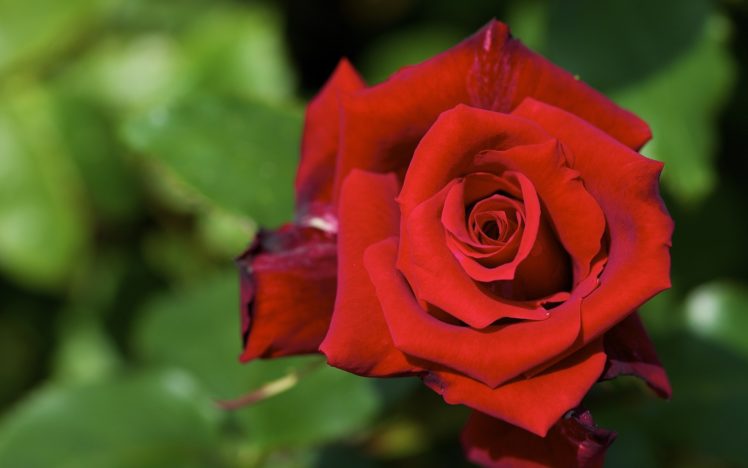 rose, Roses, Flower, Macro HD Wallpaper Desktop Background