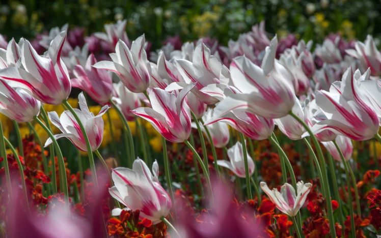 tulips, Buds, Bokeh HD Wallpaper Desktop Background