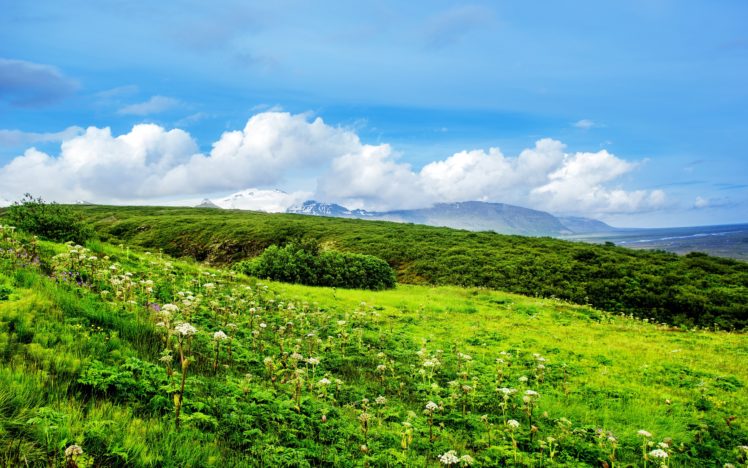 grass, Flowers, Field, Greens, Summer, Hills, Clouds HD Wallpaper Desktop Background