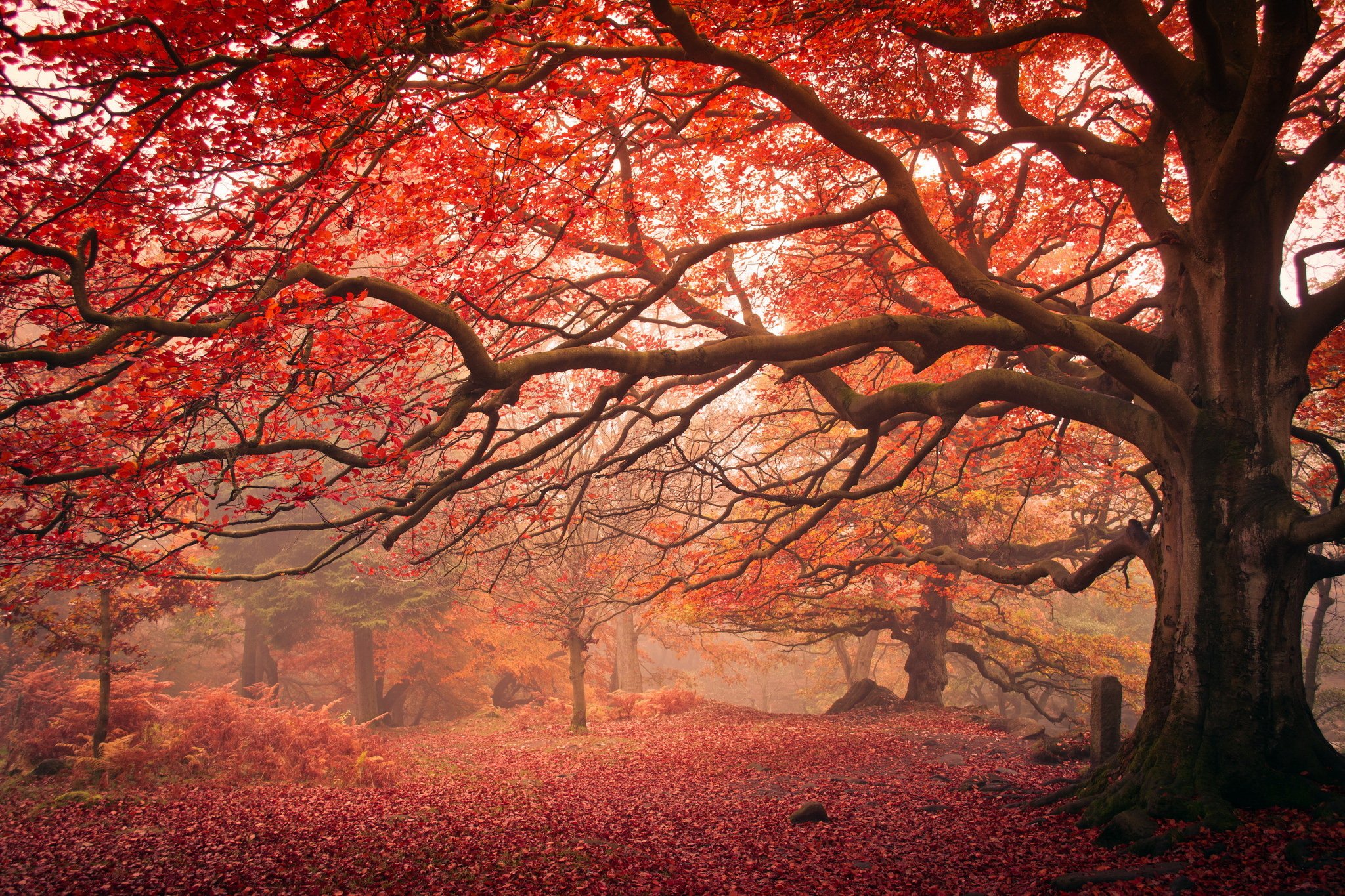autumn, Branches, Trees, Trunk, Tree, Nature Wallpaper