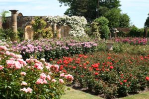 england, Gardens, Roses, Hever, Castle, Gardens, Nature