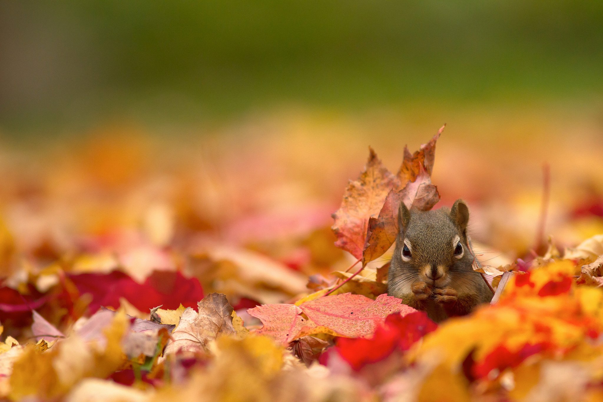 squirrel Wallpaper