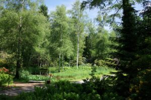 switzerland, Parks, Trees, Fir, Park, Seleger, Moor, Nature