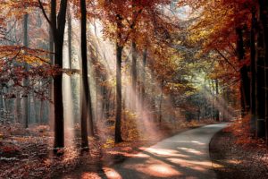 parks, Autumn, Trees, Rays, Of, Light, Nature