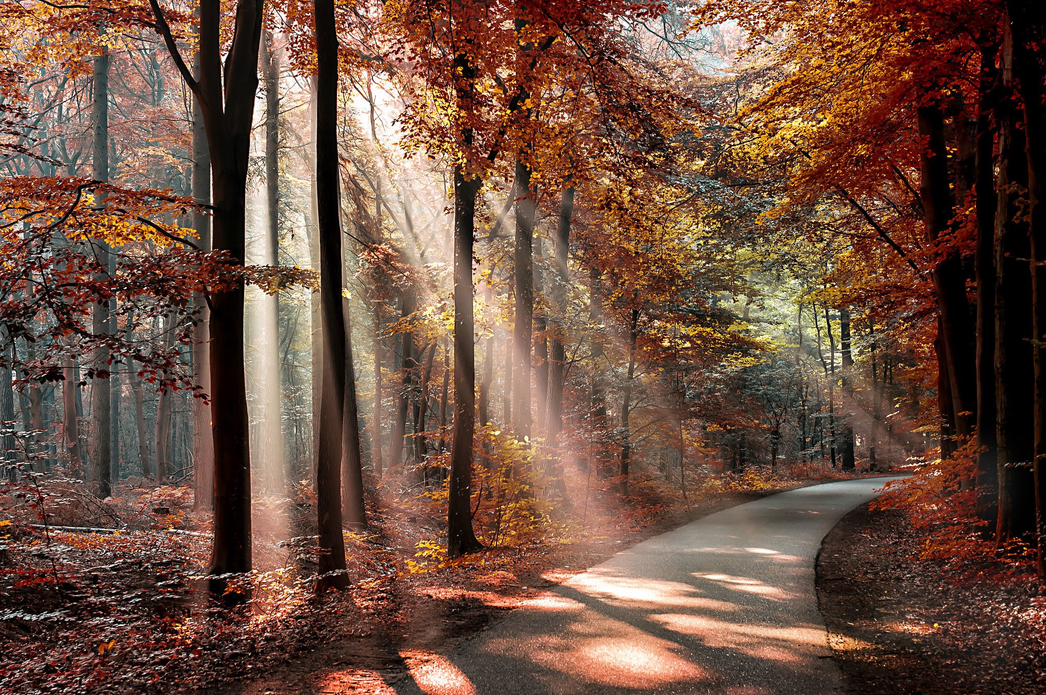 parks, Autumn, Trees, Rays, Of, Light, Nature Wallpaper