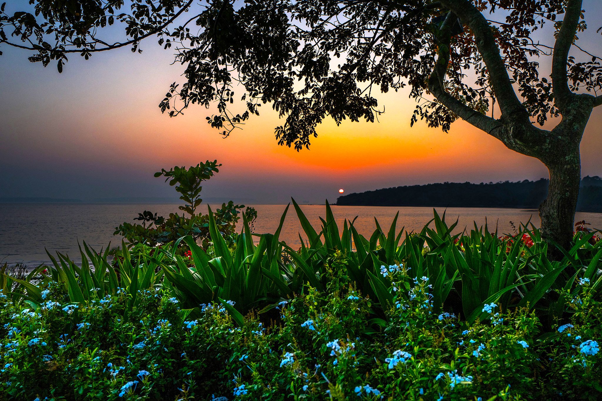 india, Scenery, Sunrises, And, Sunsets, Rivers, Shrubs, Branches, Bambolim, Beach, Goa, Nature Wallpaper
