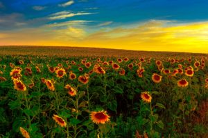 fields, Sunrises, And, Sunsets, Sunflowers, Nature
