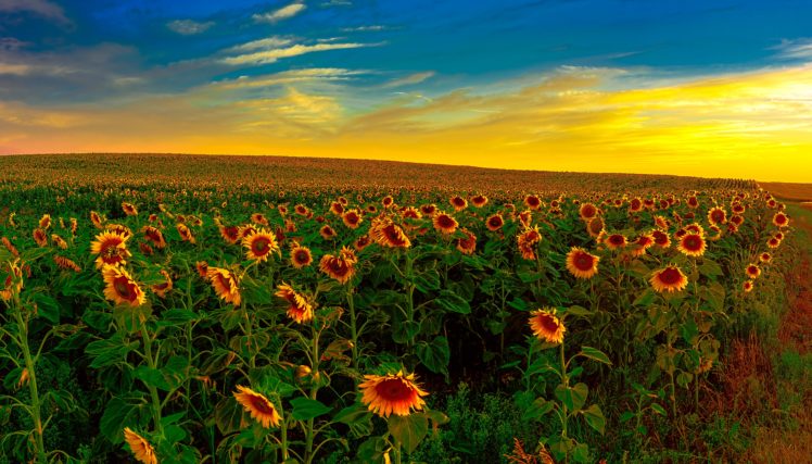 fields, Sunrises, And, Sunsets, Sunflowers, Nature HD Wallpaper Desktop Background