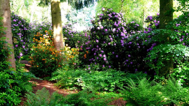switzerland, Parks, Rhododendron, Shrubs, Park, Seleger, Moor, Nature HD Wallpaper Desktop Background