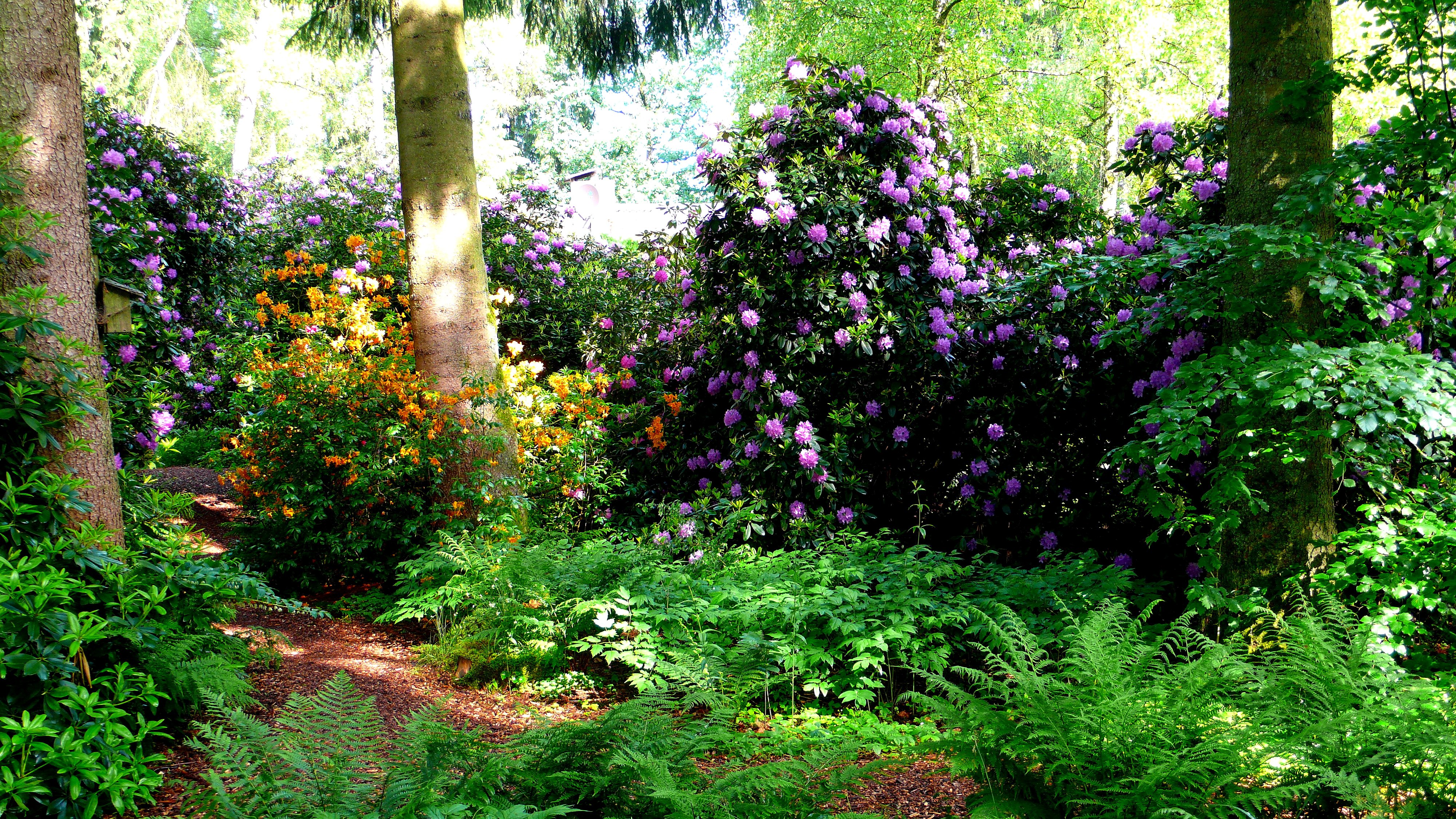 switzerland, Parks, Rhododendron, Shrubs, Park, Seleger, Moor, Nature Wallpaper