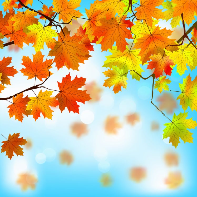 autumn, Foliage, Maple, Nature HD Wallpaper Desktop Background