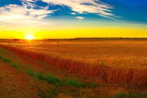 scenery, Fields, Sunrises, And, Sunsets, Sky, Nature