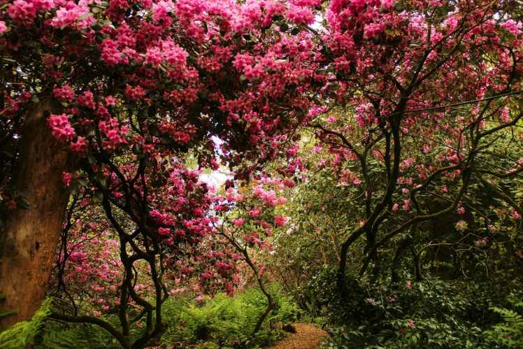 switzerland, Parks, Flowering, Trees, Park, Seleger, Moor, Nature HD Wallpaper Desktop Background