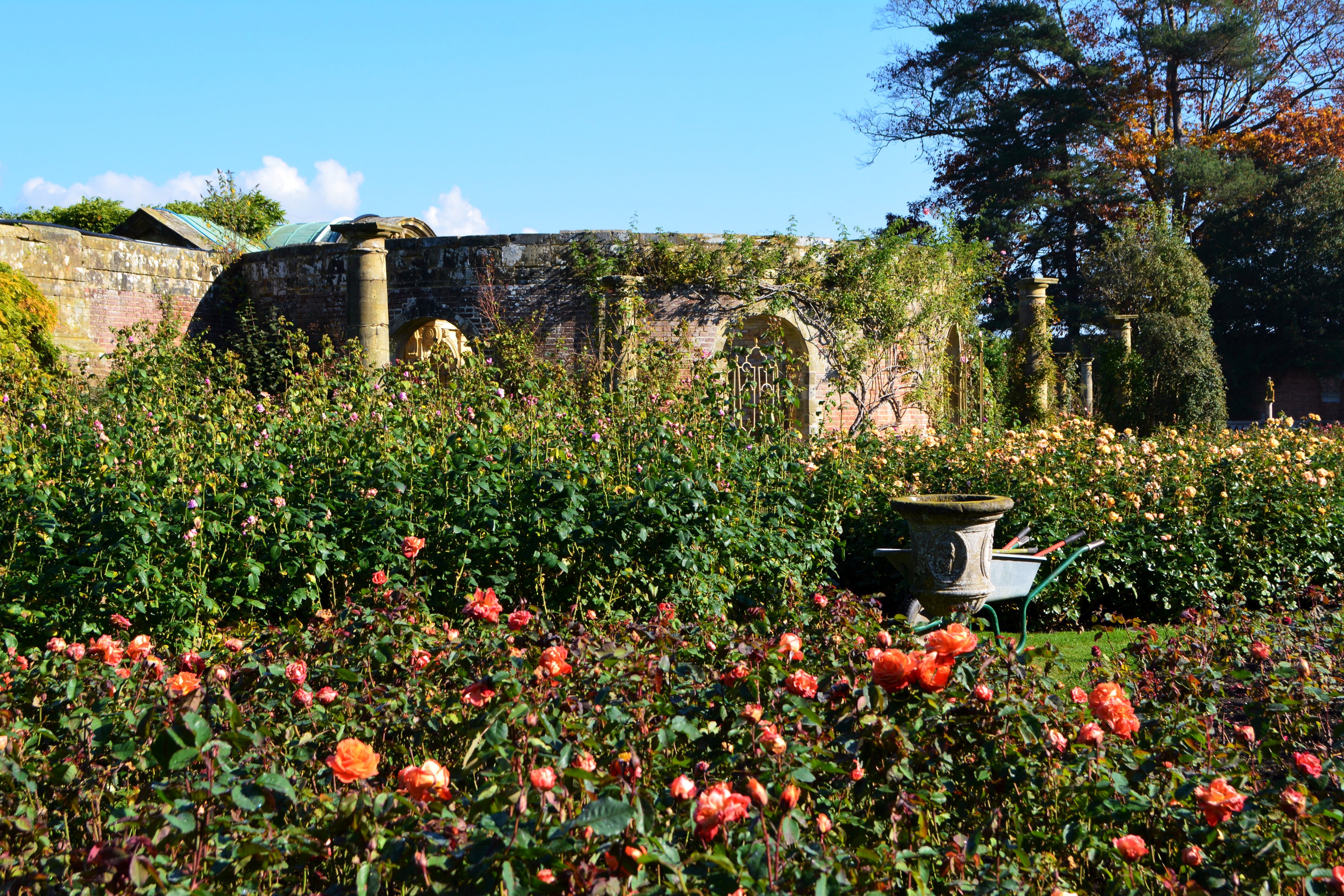england, Gardens, Roses, Shrubs, Hever, Castle, Gardens, Nature Wallpaper